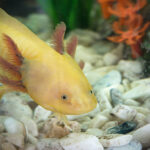 "Ambystoma mexicanum, Axolotl."