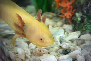"Ambystoma mexicanum, Axolotl."